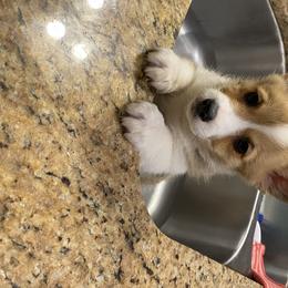 Pembroke Welsh Corgis from JK Corgis