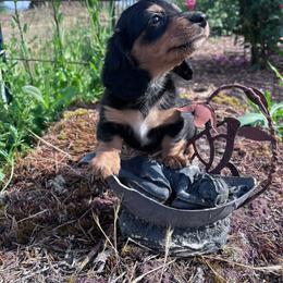 Girl 3 - Black and tan female Dachshund puppy in Harrisburg, Oregon from Funny Farm Dachshunds