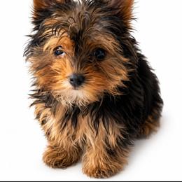 Churro - Black and tan male Yorkshire Terrier puppy in North Huntington, Pennsylvania from Charz Dollz
