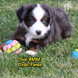 Boy 2 - male Miniature American Shepherd puppy in Elgin, Oregon from Cross L Miniature American Shepherds