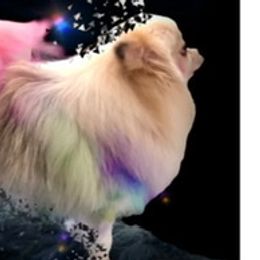 Pomeranians from DEVINEpoms