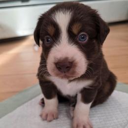 El Dorado 3 - Red tri-color male Australian Shepherd puppy in Solon, Maine from Mountain Range Australian Shepherds