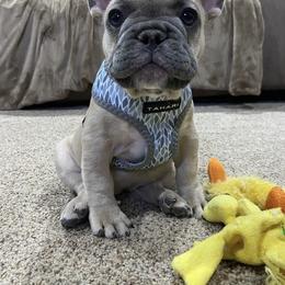 French Bulldog Puppies from Foster Lake Frenchies