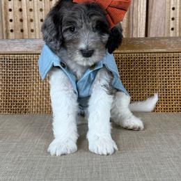 Isla - Parti female Goldendoodle puppy in Warsaw, Ohio from Lovabledoodles