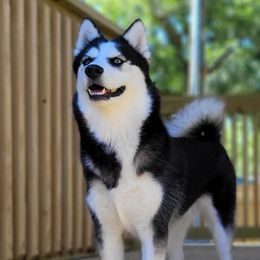 Nova - Pomsky