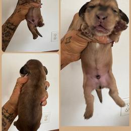 Boy 2 - Cream male Dachshund puppy in Rio, Wisconsin from Three K Miniature Dachshunds