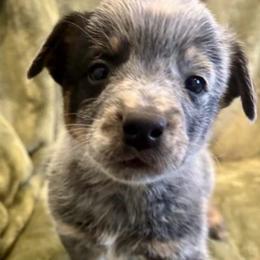 Ares - Blue speckled male Australian Cattle Dog puppy in Atwood, Kansas from Grit ‘n’ Grace Ranch