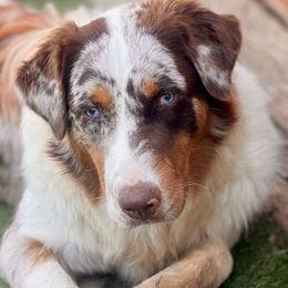 Jackson - Red merle Australian Shepherd puppy in Ramona, California from Blue Moon Aussies