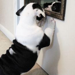 Bulldog Puppies from Sanford and Son Bulldogs