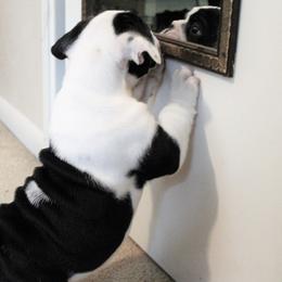Bulldog Puppies from Sanford and Son Bulldogs
