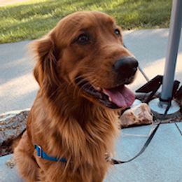 Duncan - Golden Retriever