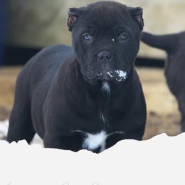 Rune - Black female Cane Corso puppy in Cable, Ohio from Americana Cane Corso
