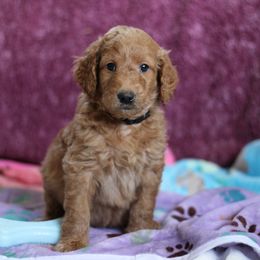 Goldendoodle Puppies from Faith Breeders