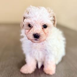Elsa - Parti female Maltipoo puppy in Bells, Texas from Partridge Doodles and Poodles