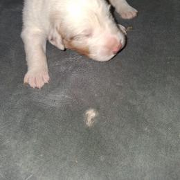 TBD - Red merle male Australian Shepherd puppy in Luther, Michigan from Pine River Australian Shepherds