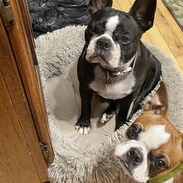 Boston Terriers from Jamie's Boston Terriers