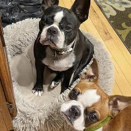 Boston Terriers from Jamie's Boston Terriers