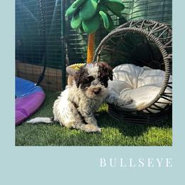 Boy 1 - Brown roan male Lagotto Romagnolo puppy in Salida, California from Harper's Lagotti