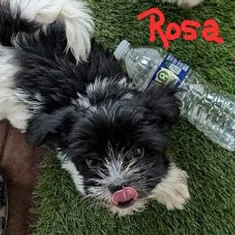 Rosa - Black and white female Havanese puppy in Anderson, South Carolina from Moe's Goldens and HavAntics