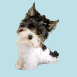 Chip - Biewer Terrier