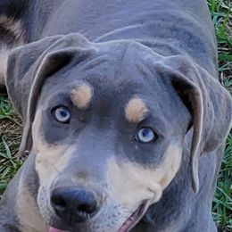 Catahoula Leopard Dog, Goldendoodle, Poodle, and Sheepadoodle Puppies from Prospect Catahoula Farms, LLC