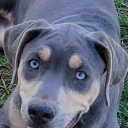 Catahoula Leopard Dog, Goldendoodle, Poodle, and Sheepadoodle Puppies from Prospect Catahoula Farms, LLC