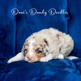 Aussiedoodle Puppies from Dani's Dandy Doodles