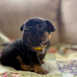 Blossom - Black and tan female French Bulldog puppy in Greeley, Colorado from Mandy Moon French Bulldogs
