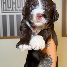 Boy 1 - Chocolate male Australian Labradoodle puppy in Valley Springs, California from Blue Denim Doodles
