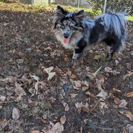 Pomsky Puppies from Wolfpack Pomskies