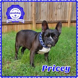 Pricey - French Bulldog
