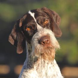 Athena - German Wirehaired Pointer