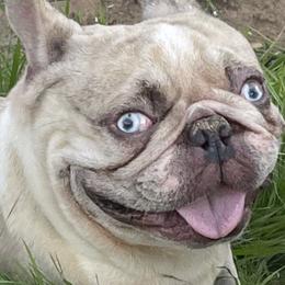 French Bulldog and Labrador Retriever Puppies from Desiree Ortiz's French Bull Dogs and Labrador Retrievers