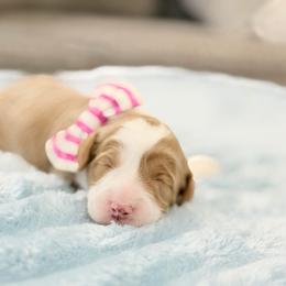 Pink - Caramel female Australian Labradoodle puppy in Calhoun, Louisiana from Arrowhead Australian Labradoodles