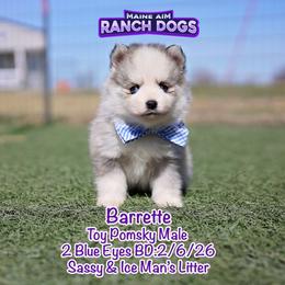 Barrette - Silver and white male Pomsky puppy in Humeston, Iowa from M.A.R. Dogs