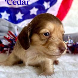 Cedar(2400) - Cream male Dachshund puppy in Augusta, Arkansas from Savvy-Dee's Dachshunds