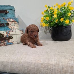 Rocky (CKC) - Red  male Poodle puppy in Rainbow City, Alabama from Spinks Poodles
