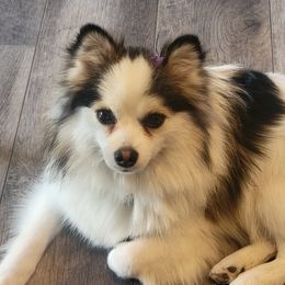 Chi chi - Pomsky