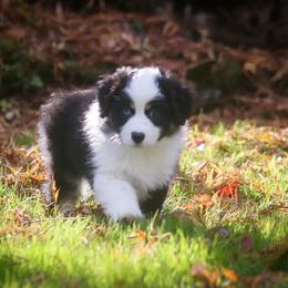 Miniature American Shepherd Puppies from Casita Miniature American Shepherds
