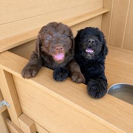 Girl 3 - Black phantom female Aussiedoodle puppy in San Diego (Jamul), California from Lee Valley Scotties