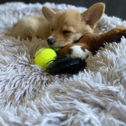 Pembroke Welsh Corgi Puppies from RK Corgis