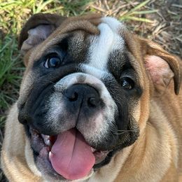 Prince - Bulldog puppy in Lakeland, Florida from Love That Bulldog Hicks Family Division