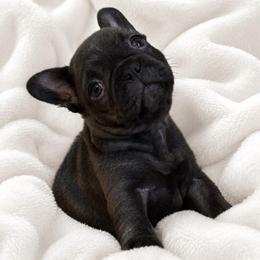 Girl 3 - Brindle and white female French Bulldog puppy in Madison, Wisconsin from MadCity Frenchies