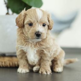 Maltipoo, Shichon, and Shihpoo Puppies from Timbercreek Puppies