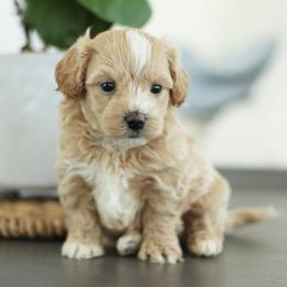 Maltipoo, Shichon, and Shihpoo Puppies from Timbercreek Puppies