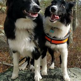 English Shepherds from Ripple English Shepherds