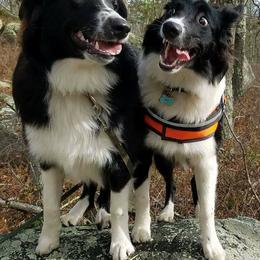 English Shepherds from Ripple English Shepherds