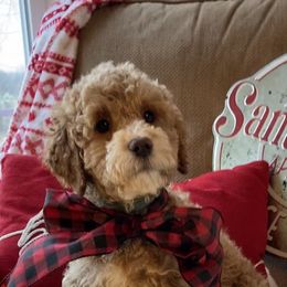 Australian Labradoodle Puppies from Wild Daisy Labradoodles