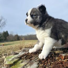 Wendys - Agouti and white female Siberian Husky puppy in Addison, Michigan from Gray Run Siberian Huskies