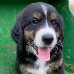 Bernedoodle Puppies from Bayou Blu's Bernedoodles